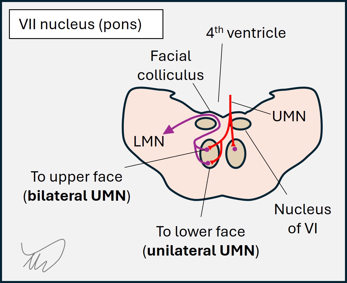 Pons facial nerve anatomy